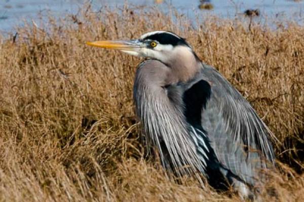 The Long Beach Peninsula is famous for the Birdlife Great Blue Heron in Nahcotta Washington