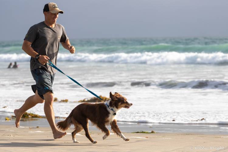 Training for the 5k Man running a dog on the beach