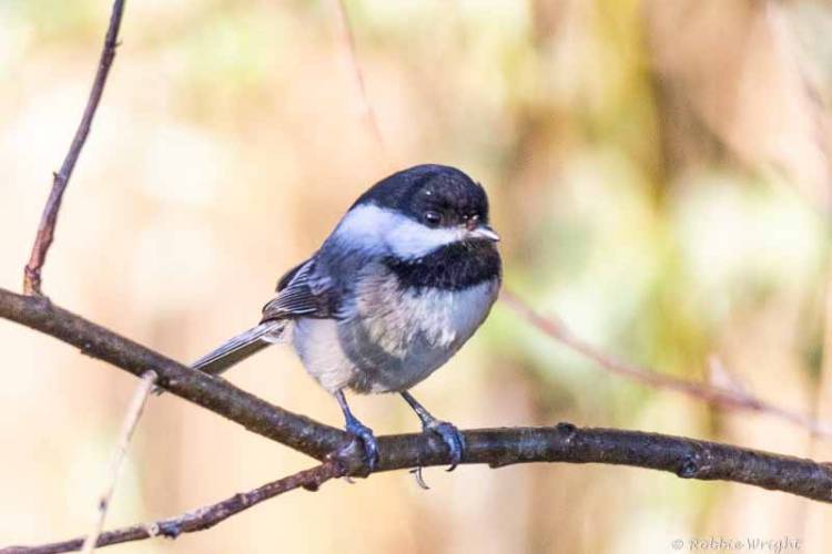 Black-capped chickadee in a tree