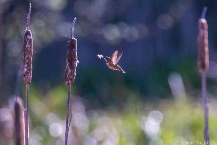 Rufous Hummingbird Willapa Bay