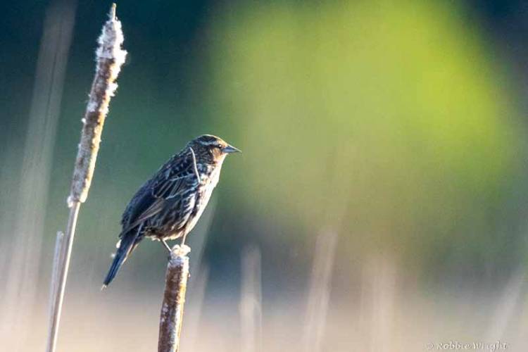 Female Red-winged Blackbird in reeds