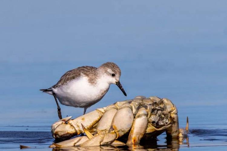 Western Sandpiper, Ocean Park