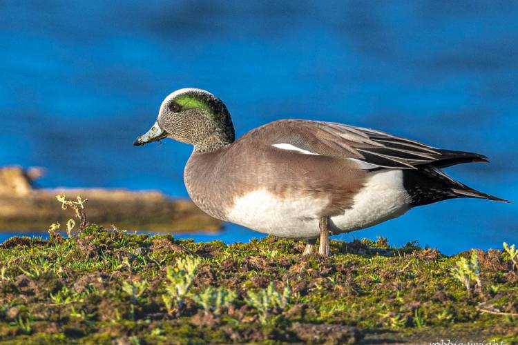 American Wigeon Male