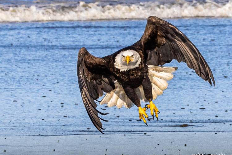 Bald Eagle in flight,  Ocean Park, Washington