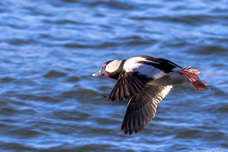 Bufflehead Cape Disappointment State  Park