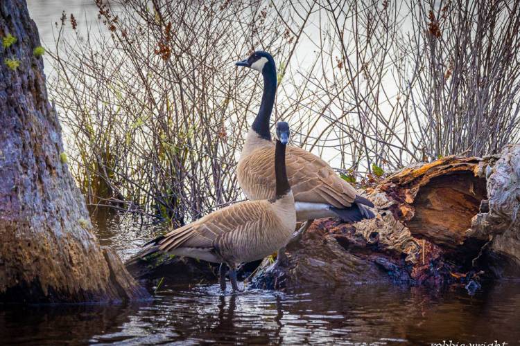 Candadian Geese Ledbetter State  Park