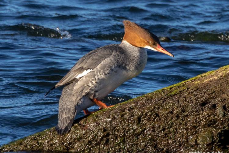 Common Merganser Female Astoria Oregon