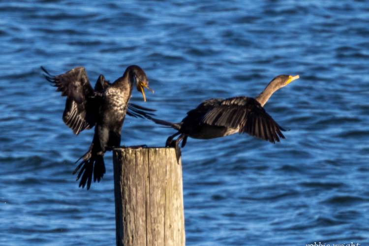 Cormorants Willapa Wildlife Refuge