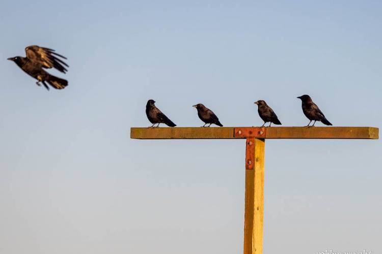 American Crow, Long Beach WA