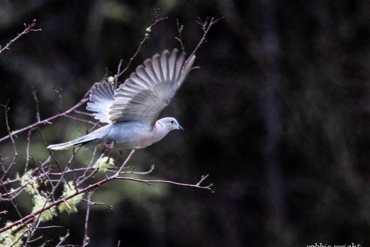 Eurasian Collared Dove