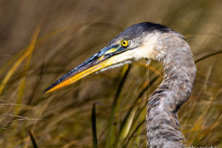  Parpala Road, Great Blue Heron