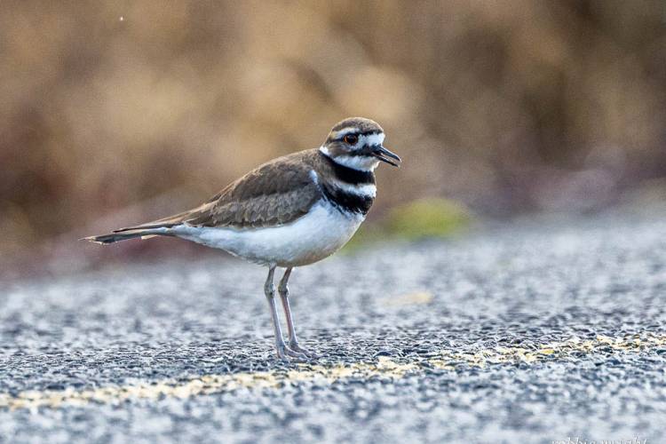 Killdeer