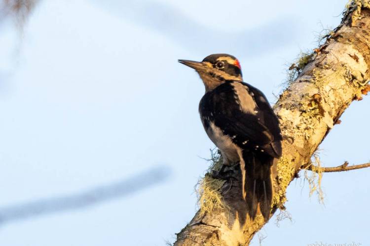 Male Downy Woodpecker, Willapa National Wildlife Refuge