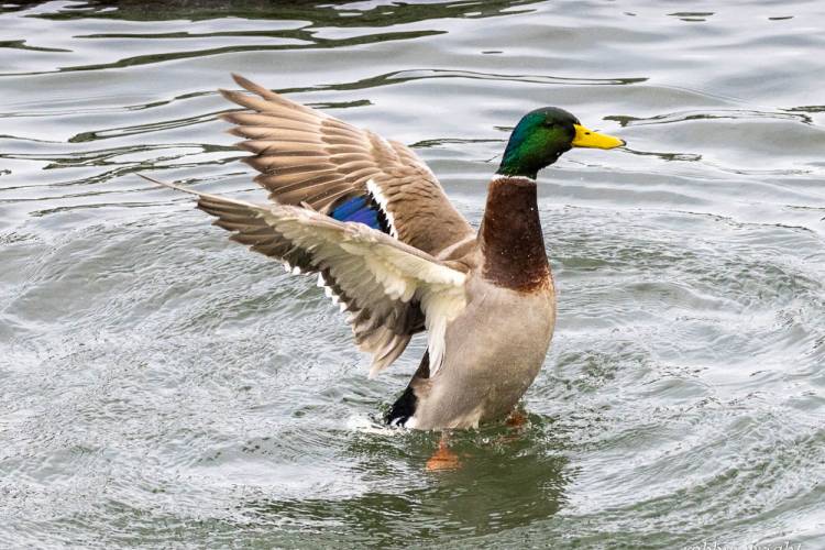 Mallard Male, Astoria Oregon