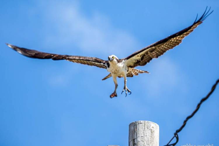 Osprey Downtown Long Beach WA