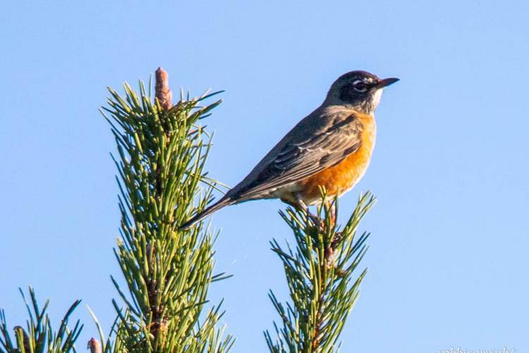 American Robin, Willapa National Wildlife Refuge