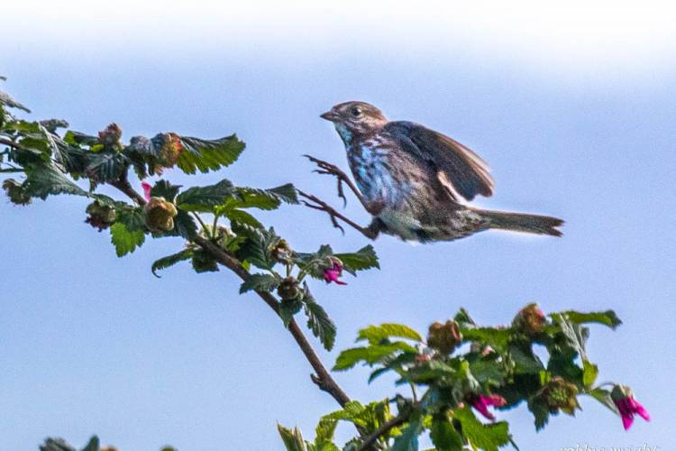 Savannah Sparrow Willapa Bay