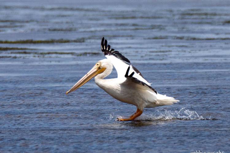 White Pelican Youngs Bay Oregon