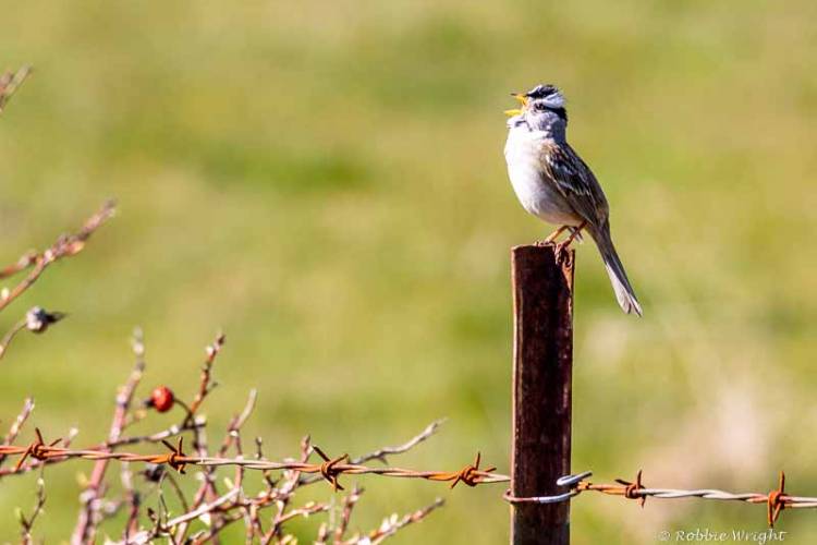 White Crowned sparrow singing on a fence