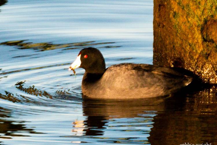 American Coot, Astoria Oregon