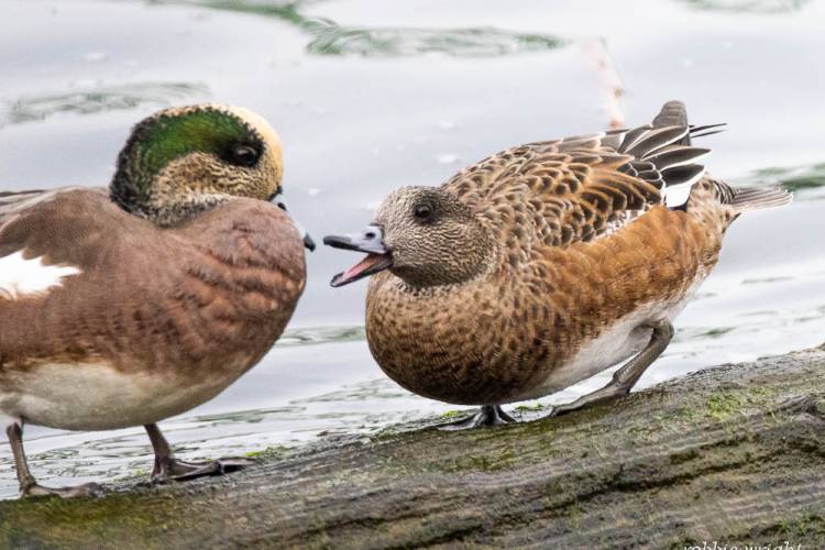 American Wigeon Female