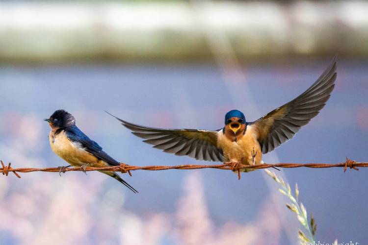 Barn Swallows Willapa Natoinal Wildlife Refuge