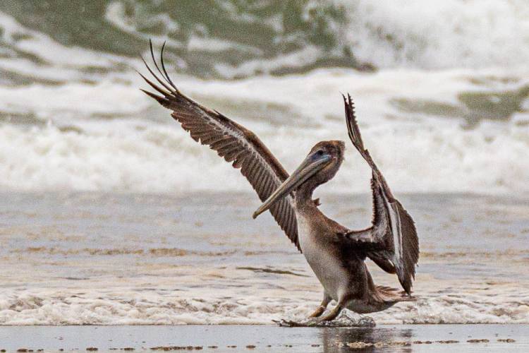 Brown Pelican Long Beach, WA