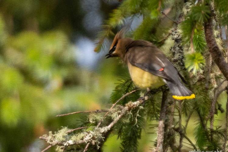 Cedar Waxwing