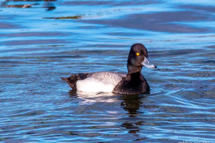 Greater Scaup, Astoria Oregon