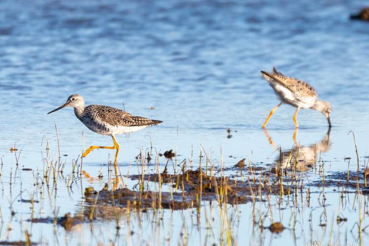 Greater Yellow Legs, Willapa National Wildlife Refuge