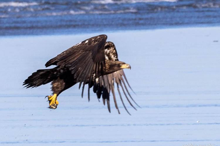 Juvenile Bald Eagle in Flight