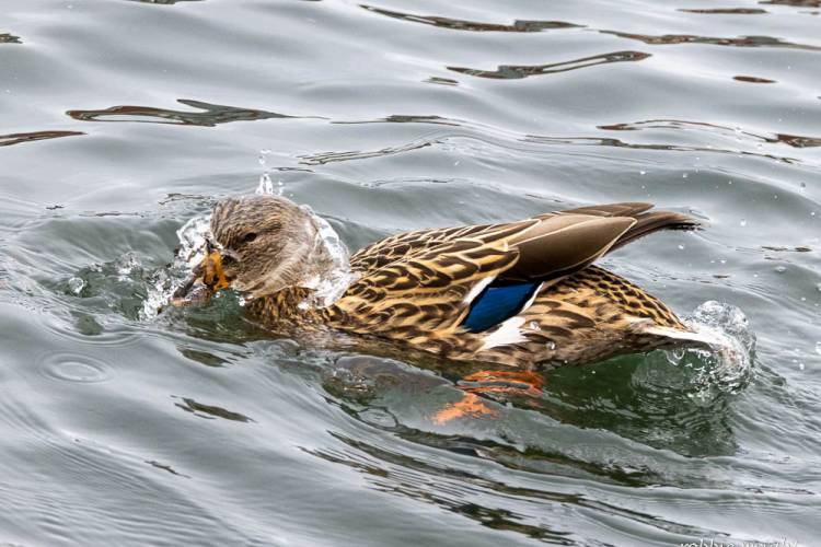 Mallard Female, Astoria Oregon