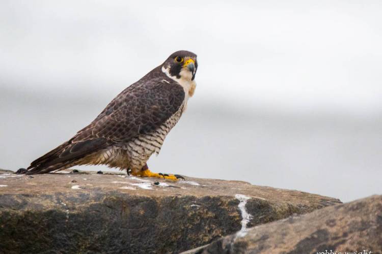 Peregrine Falcon Cape Disappointment State  Park