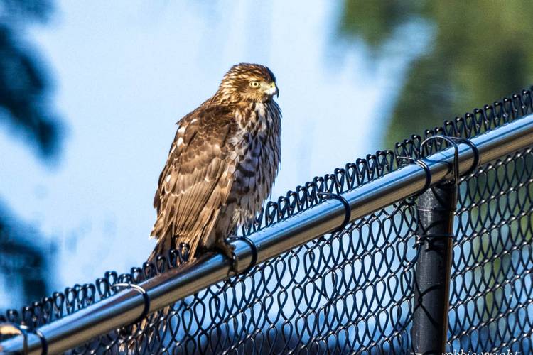 Coopers Hawk Seaview WA