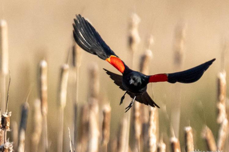 Red Winged Blackbird South Bend WA