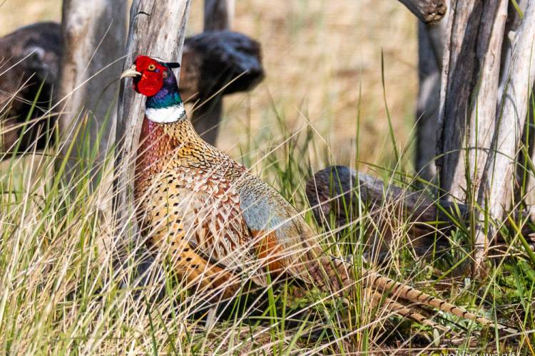 Ringed Neck Pheasant, Long Beach WA