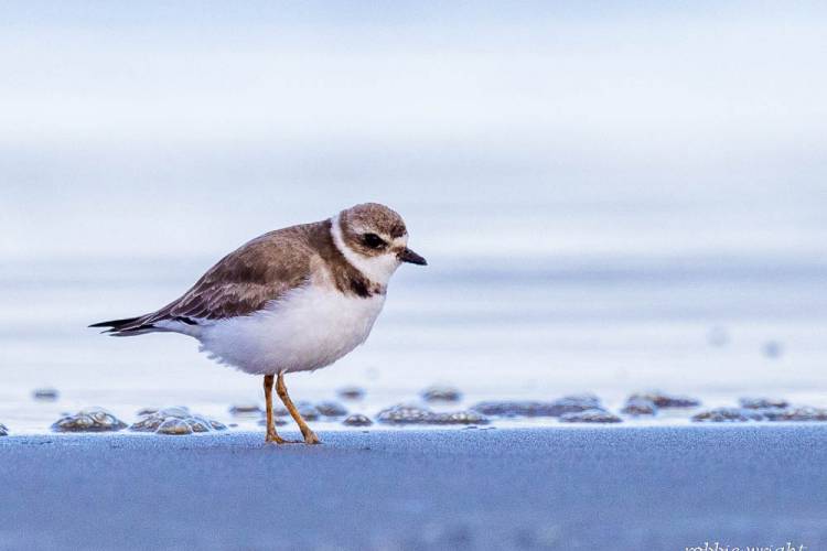 Semipalmated  Plover