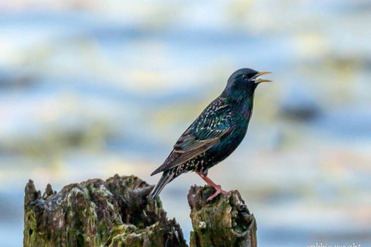 Starling, Astoria Oregon