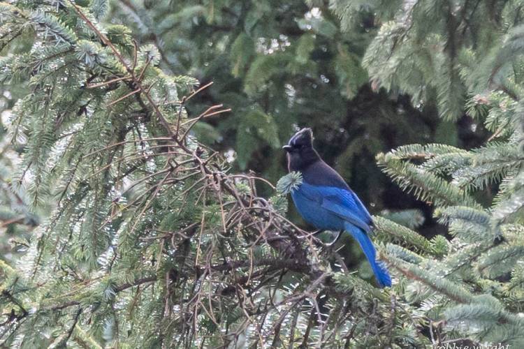 Stellar Jay. Willapa National Wildlife Refuge