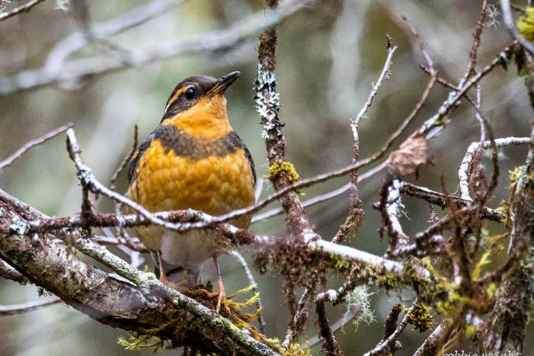 Varied Thrush