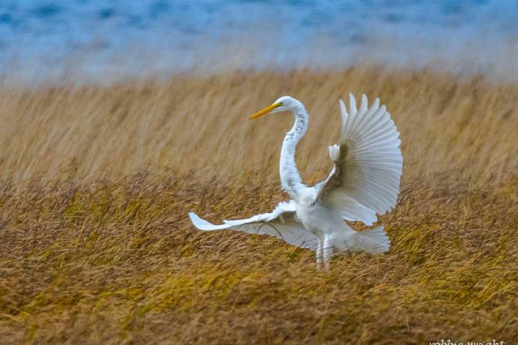 Great White Heron Willapa Bay, WA