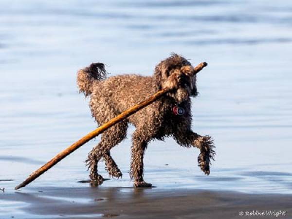 No need to leave your dog at home with over 35 pet-friendly vacation rentals to choose from Labroodle carrying a big stick on the beach