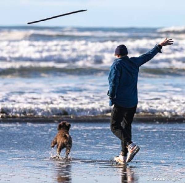 Dogs love the beachlife as much as their human counterparts Boy throwing stick into the surf for a labradoodle