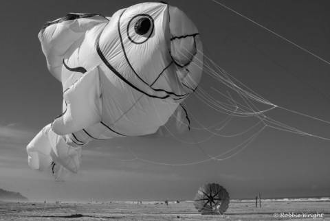 clown fish Kite just about to take flight