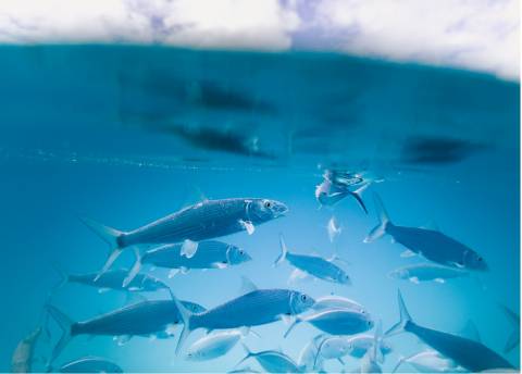 Underwater view of fish