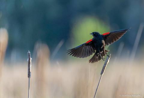 Blackbird Blackbird in Flight