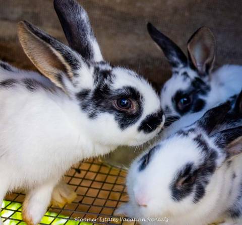 Bunnies at Paintings by Goat
