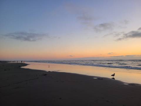 Surf Perch Derby 2026