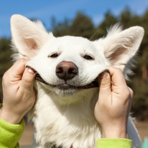 DOG-O-RAMA