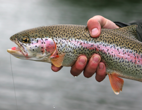 Rainbow trout